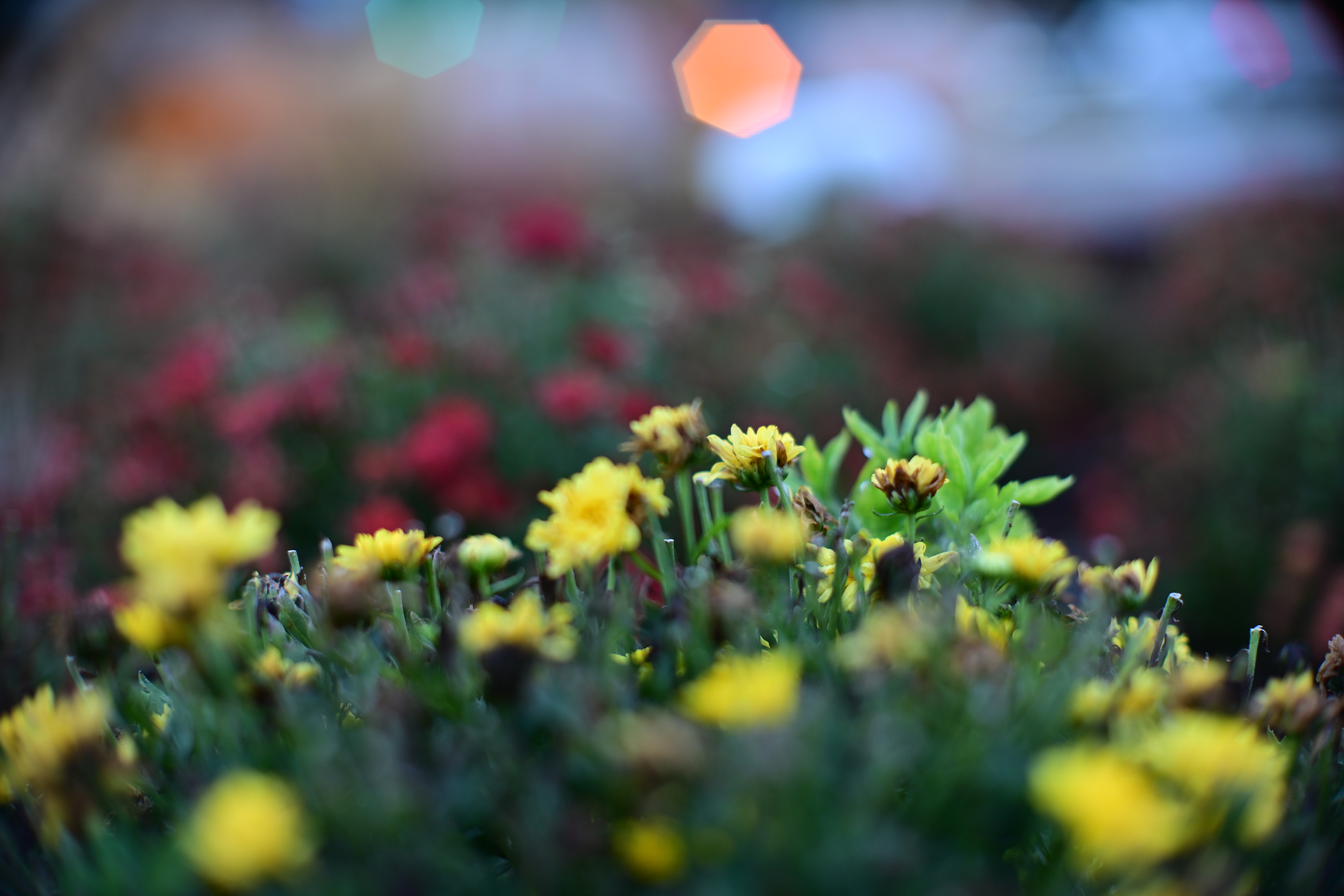 Small yellow flowers surrounded by soft blue, green and amber out-of-focus lights.